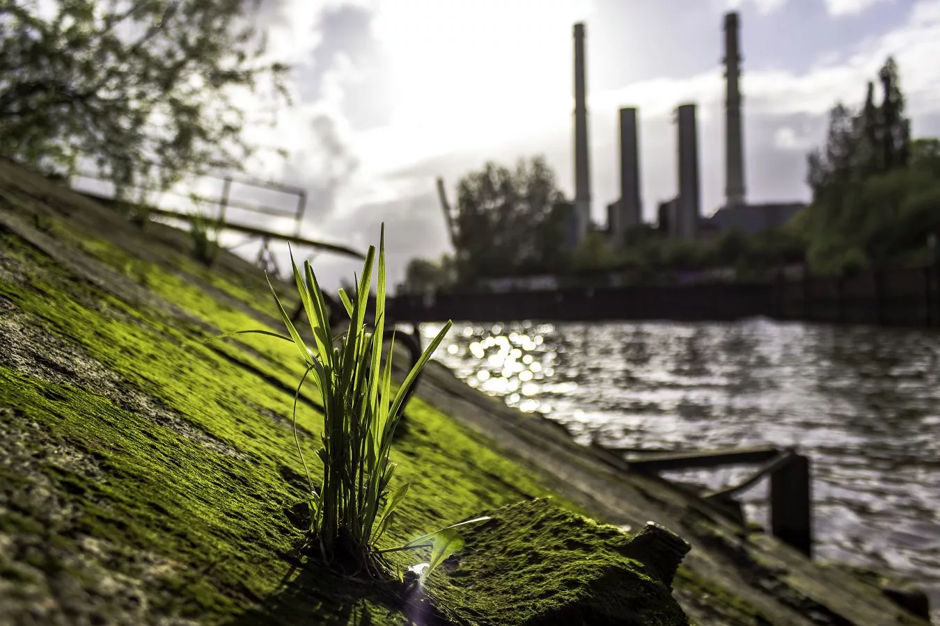 Gras am Flussufer mit Industrie im Hintergrund als Motiv für Transformation