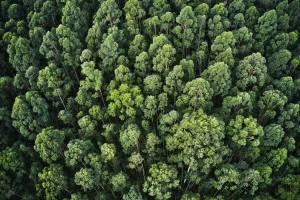 Wald Luftaufnahme Grüne Bäume