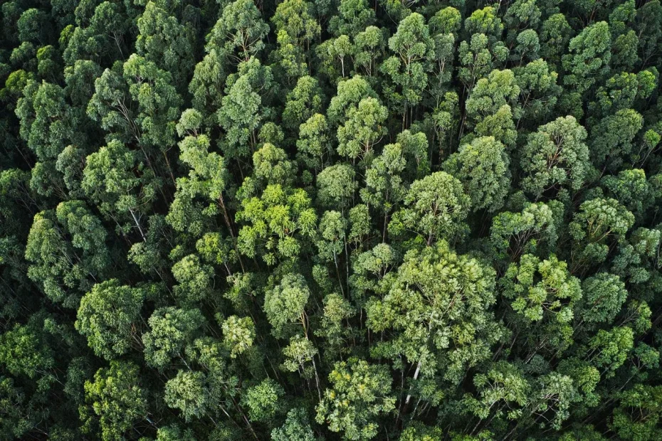 Wald Luftaufnahme Grüne Bäume