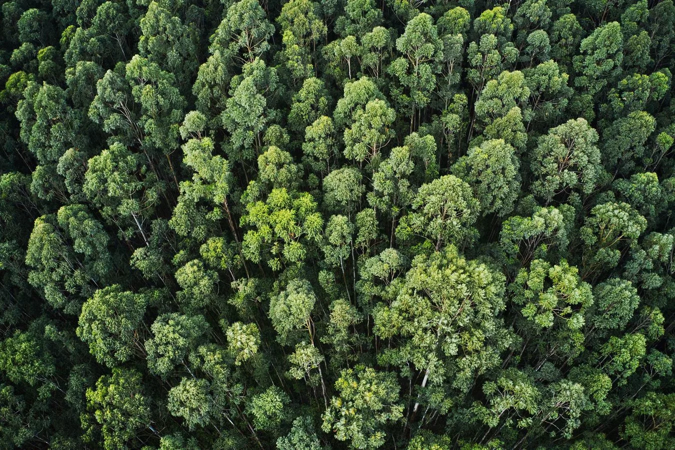 Wald Luftaufnahme Grüne Bäume