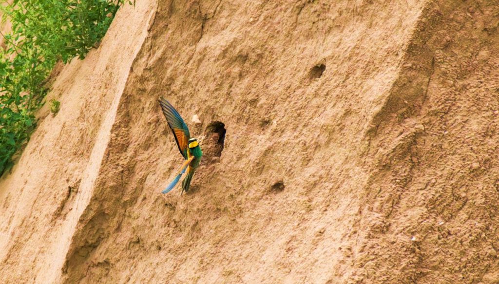 Bienenfresser An Brutwand Croebern