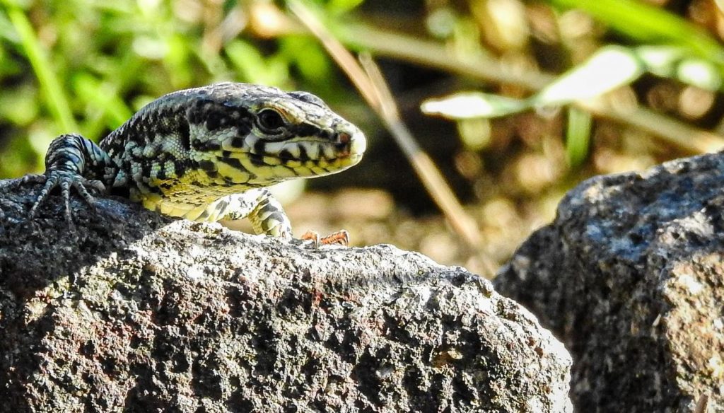 Zauneidechse Zentraldeponie Croebern
